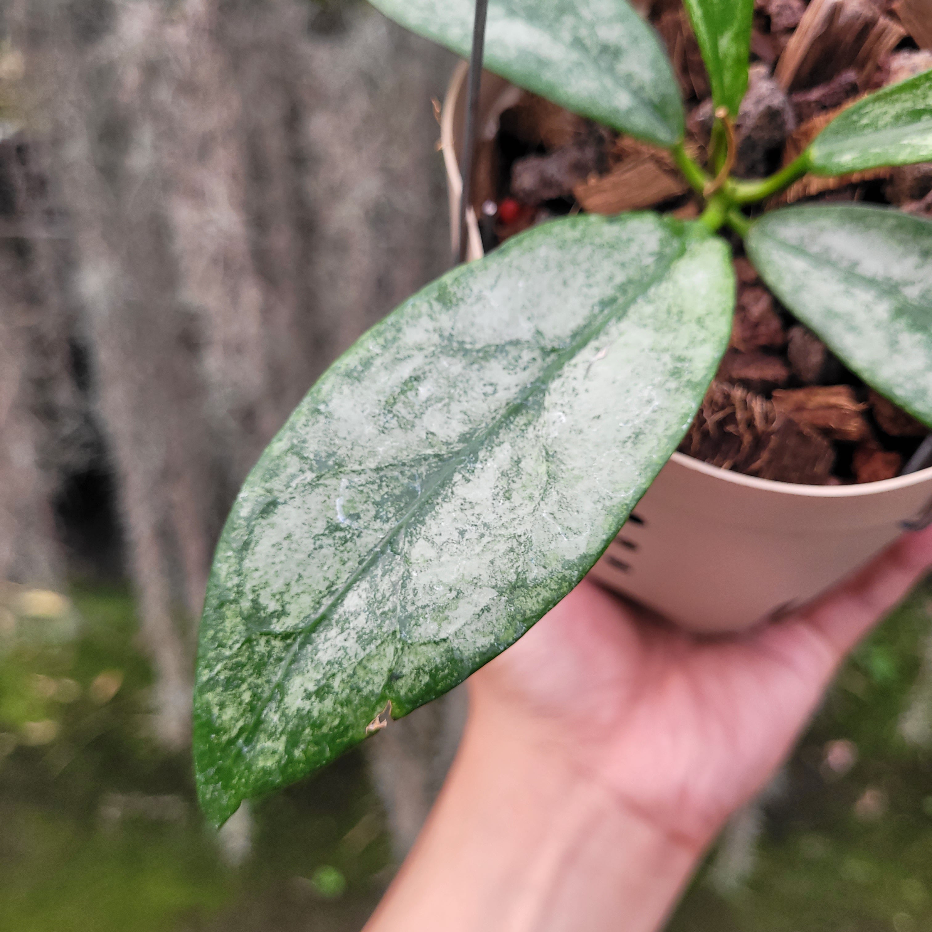 Hoya Buntokensis Purnama — Aroidasia