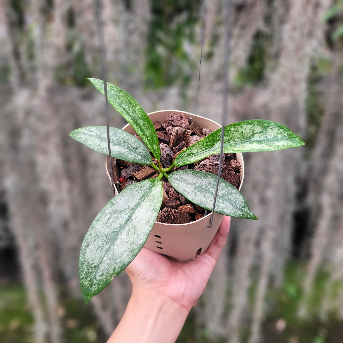 その他観葉植物 HOYA Buntokensis Hoya Buntokensis Purnama — Aroidasia