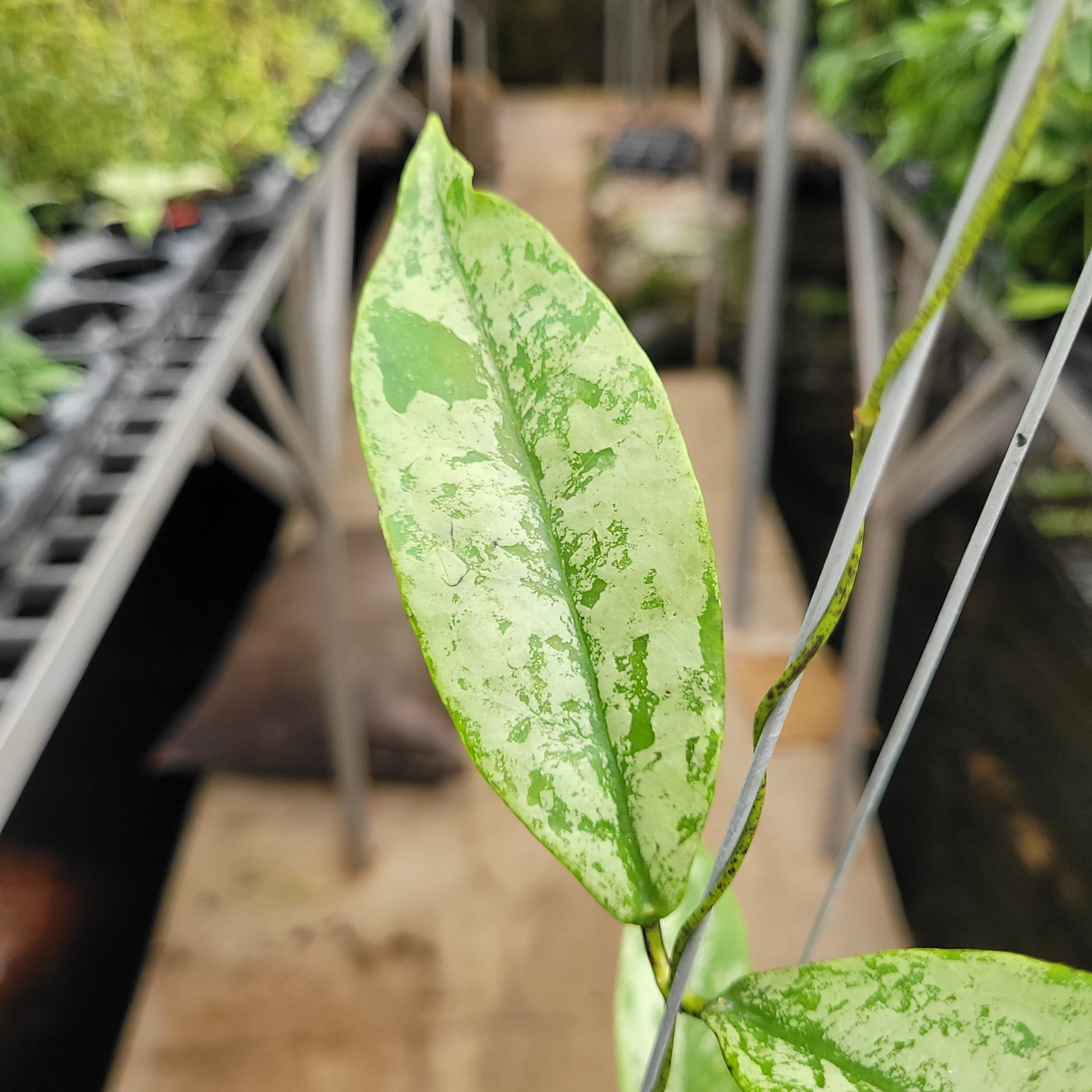 Hoya Buntokensis Silver VN-753 — Aroidasia