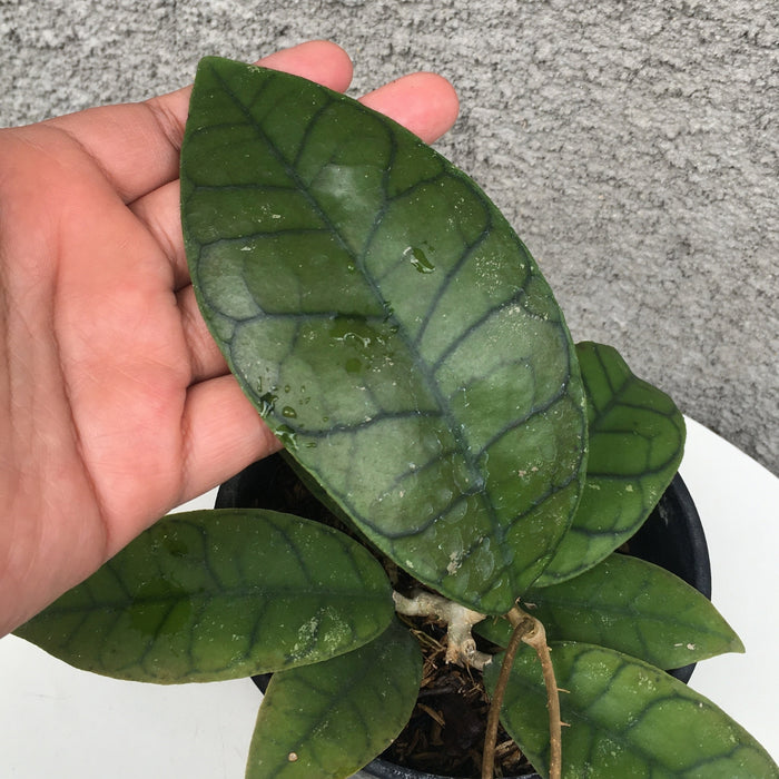 RP150 Hoya Callistophylla C (BGR)