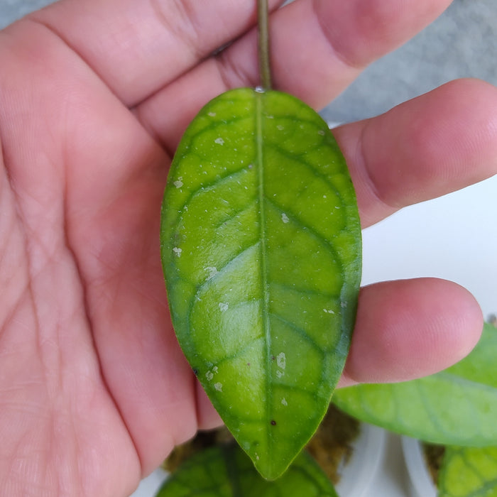 RP107 Hoya Callistophylla B (2 pcs - BGR)