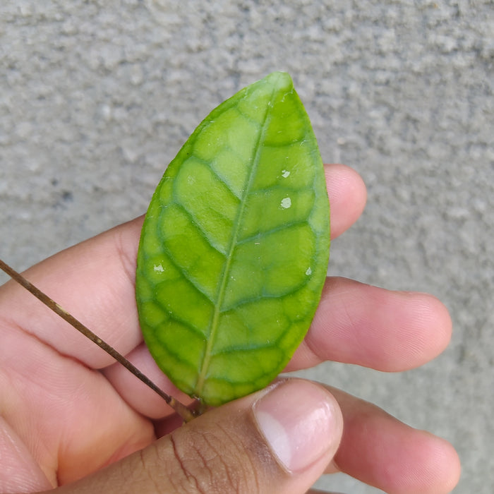 RP107 Hoya Callistophylla B (2 pcs - BGR)