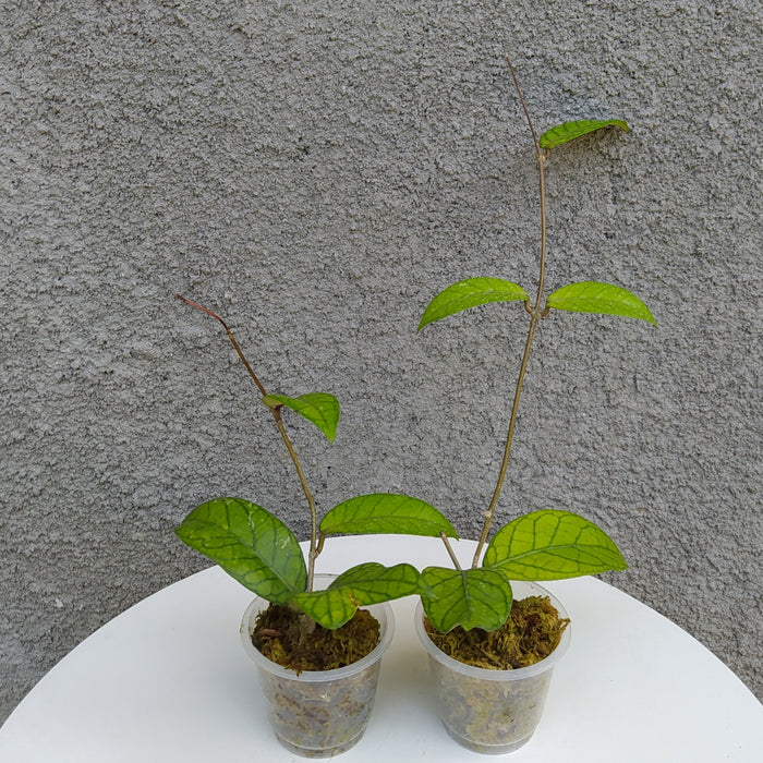 RP107 Hoya Callistophylla B (2 pcs - BGR)