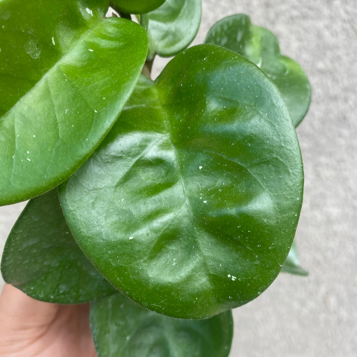Hoya Carnosa Clinton (Exact Plant - NOV48)