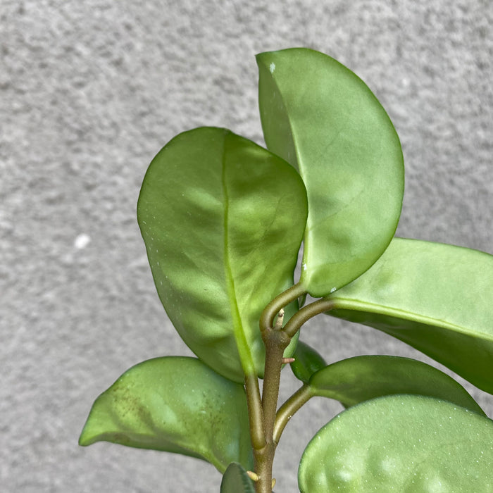 Hoya Carnosa Clinton (Exact Plant - NOV48)