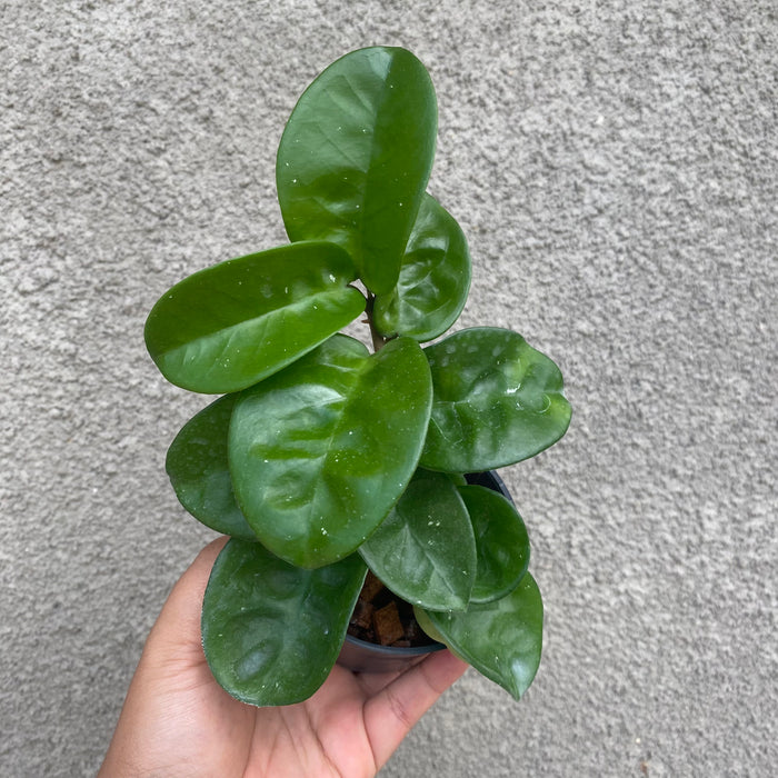 Hoya Carnosa Clinton (Exact Plant - NOV48)