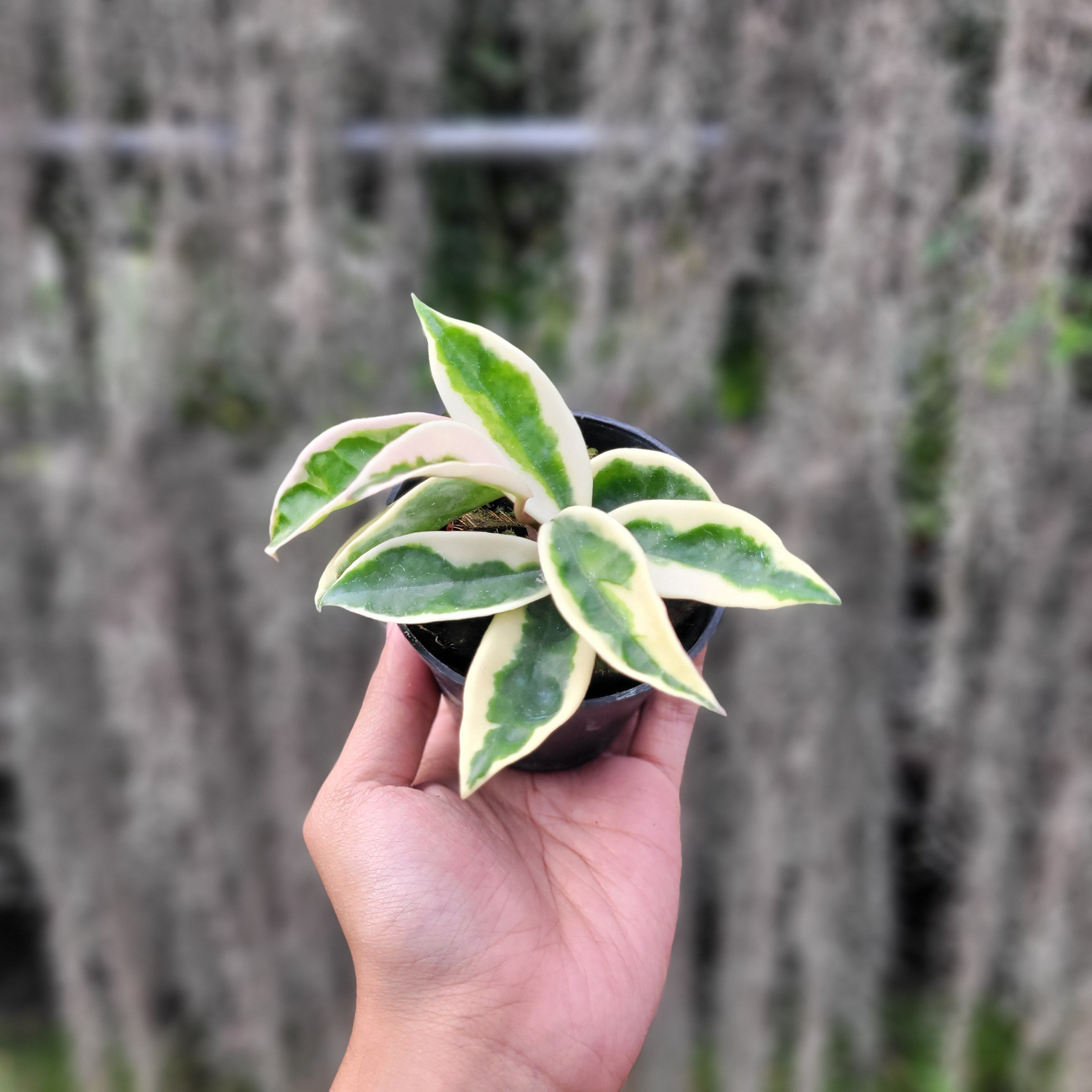 Hoya Carnosa Suzie-Q — Aroidasia