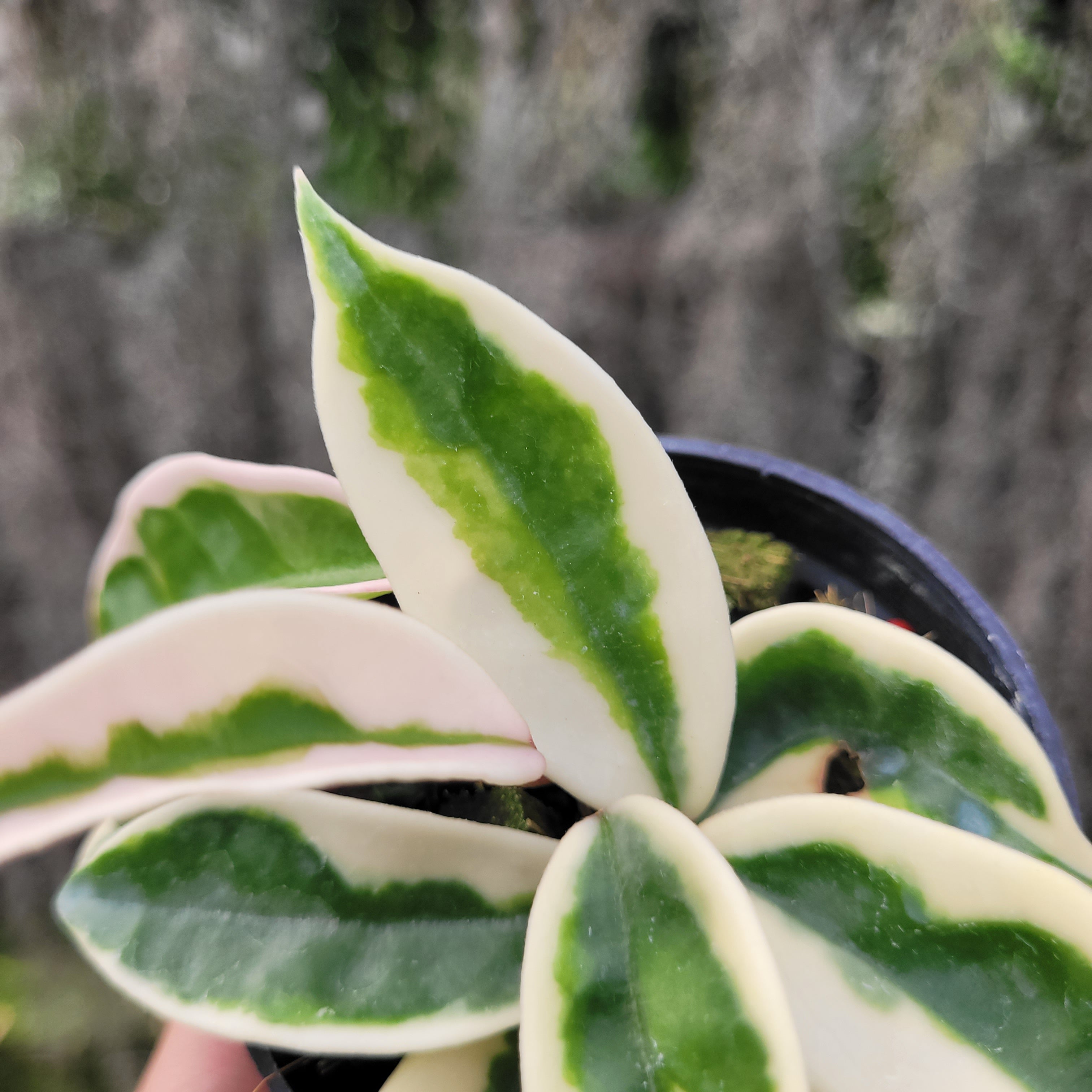 Hoya Carnosa Suzie-Q — Aroidasia