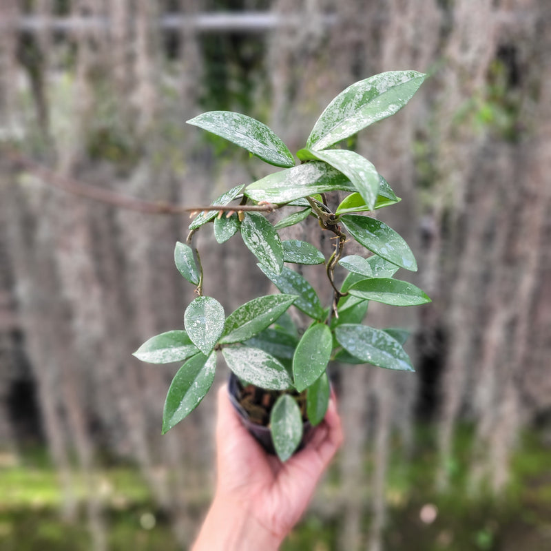 🎁 Hoya Carnosa Wilbur Graves (100% off)