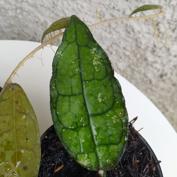 RP158 Hoya Clemensiorum A (2 pcs - BGR)