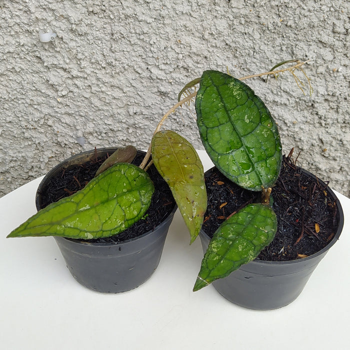 RP158 Hoya Clemensiorum A (2 pcs - BGR)