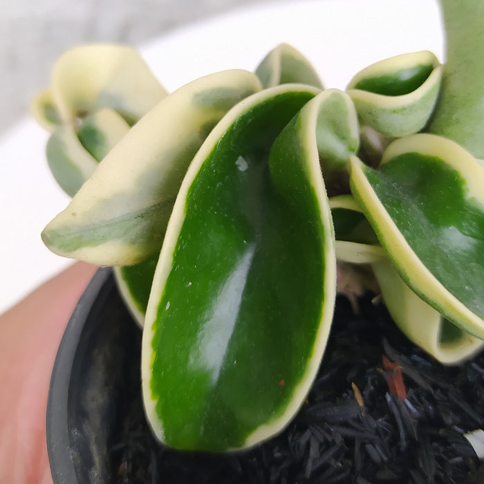 RP027AA-01 Hoya Compacta Variegated