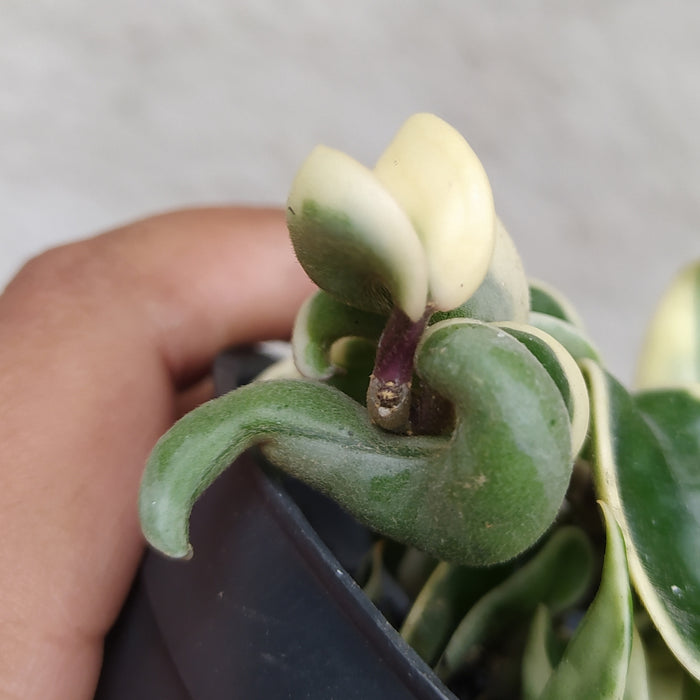 RP027AA-01 Hoya Compacta Variegated