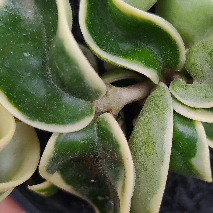 RP027AA-01 Hoya Compacta Variegated