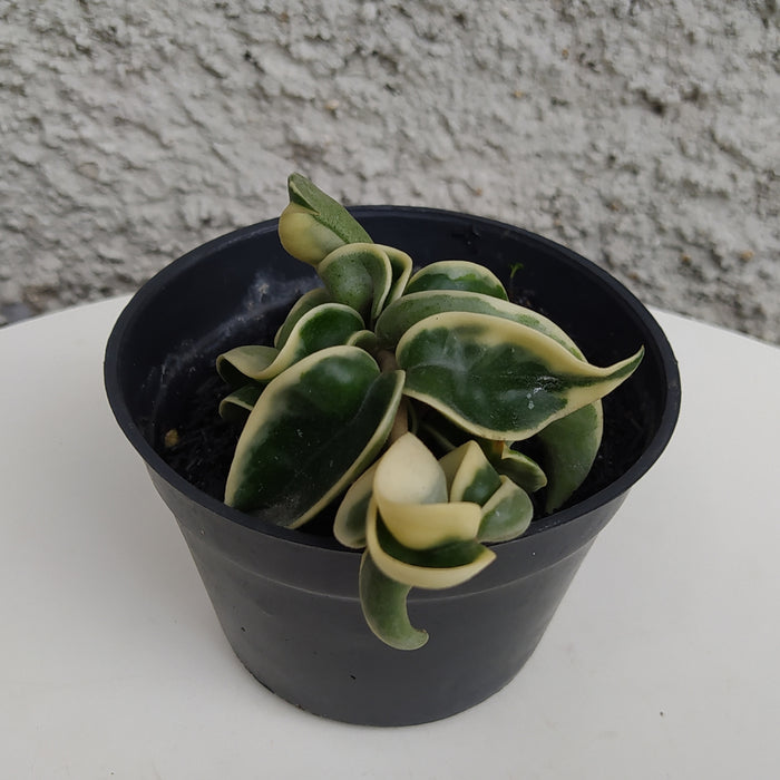 RP027AA-01 Hoya Compacta Variegated