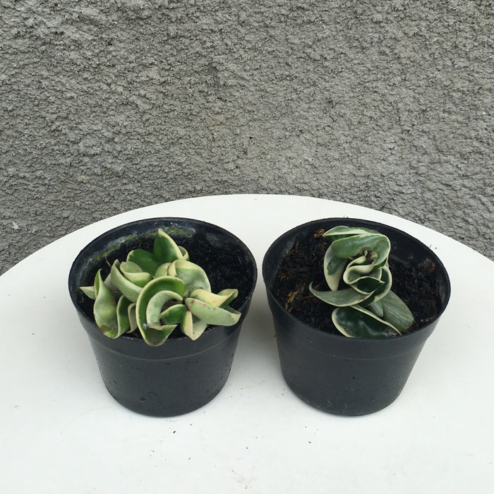 RP159 Hoya Compacta Variegated F (2 pcs - BGR)