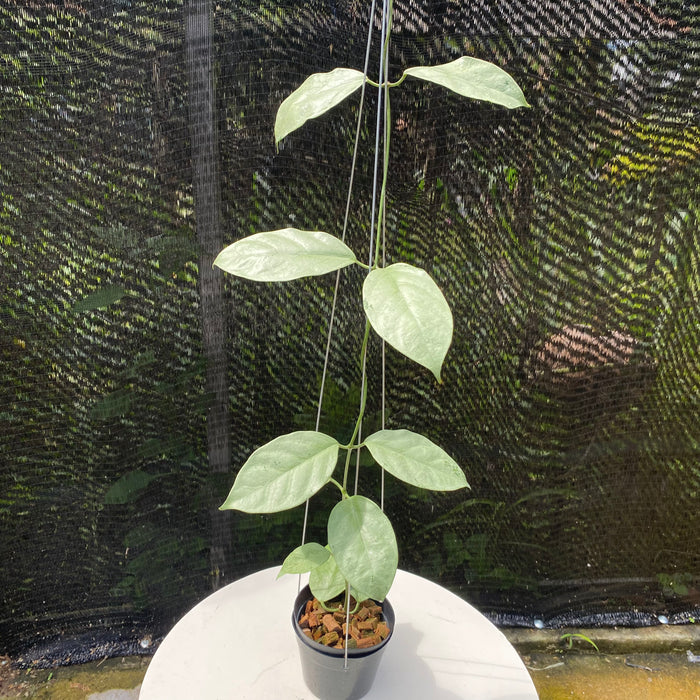 Hoya Coriacea Silver (Exact lant - NOV16)