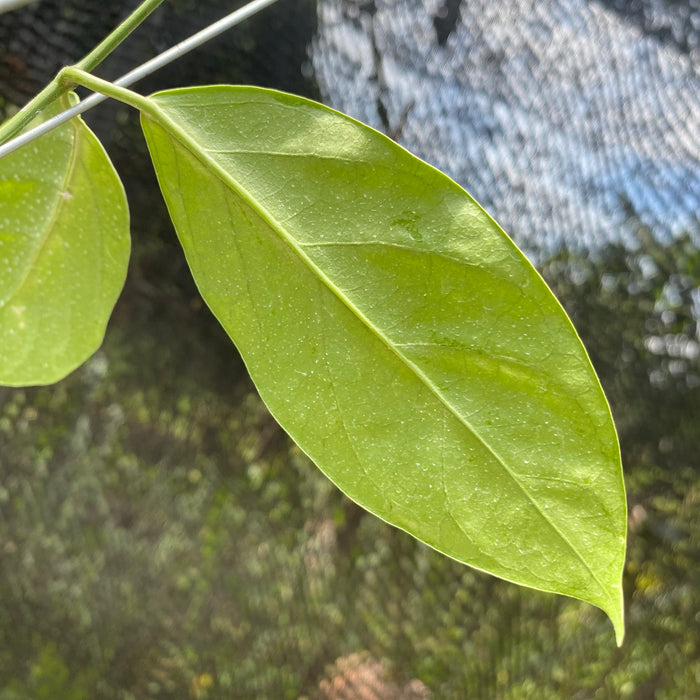 Hoya Coriacea Silver (Exact lant - NOV16)