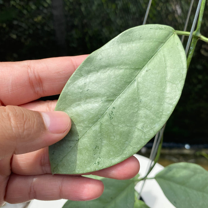 Hoya Coriacea Silver (Exact lant - NOV16)