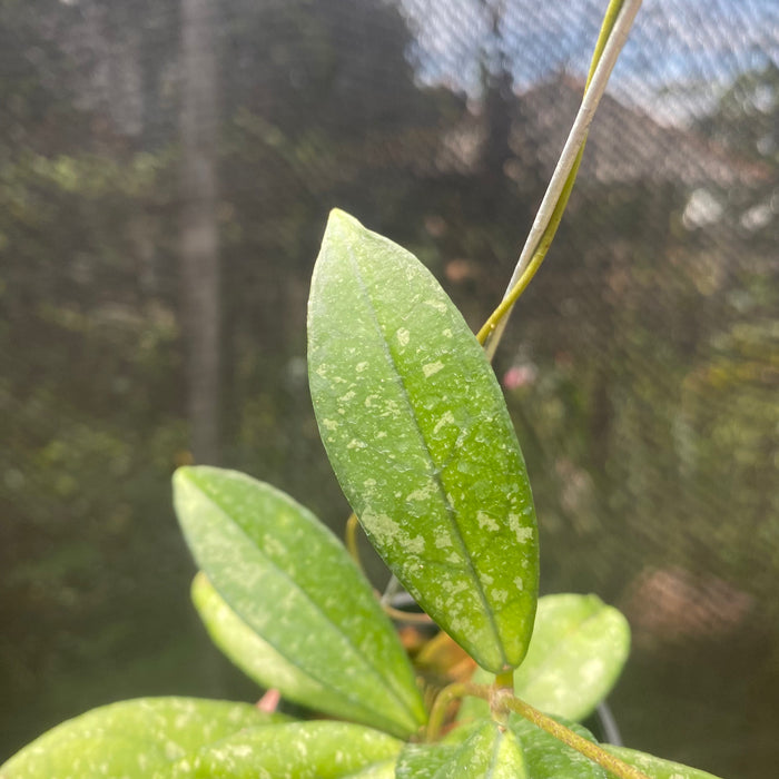 Hoya Crassipetiolata Splash (Exact Plant - NOV32)