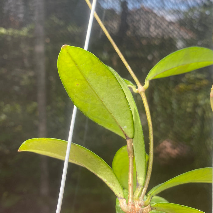 Hoya Crassipetiolata Splash (Exact Plant - NOV32)