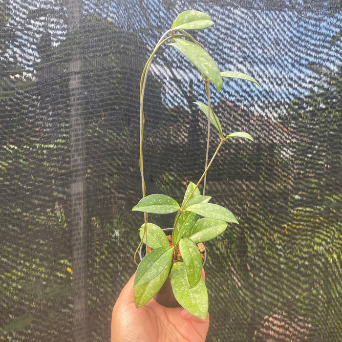 Hoya Crassipetiolata Splash (Exact Plant - NOV32)