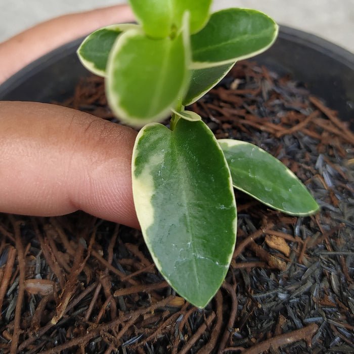 RP016AA-01 Hoya Cumingiana Albomarginata