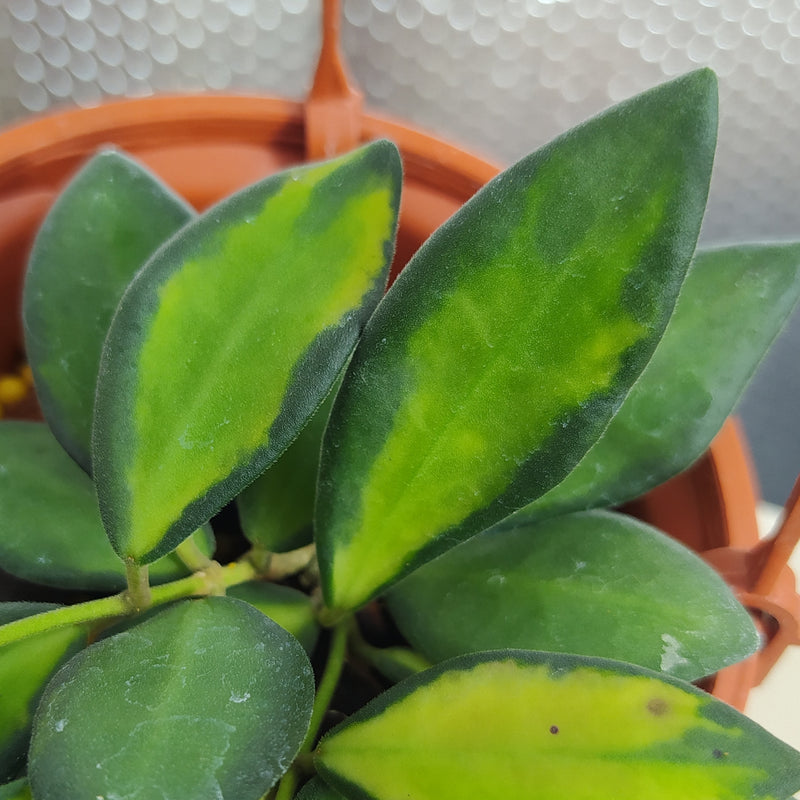 Hoya DS-70 Variegated (AFF Burtoniae)