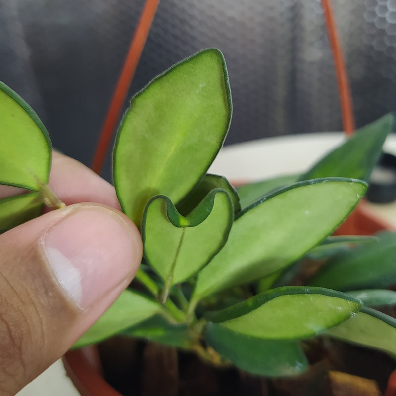 Hoya DS-70 Variegated (AFF Burtoniae)