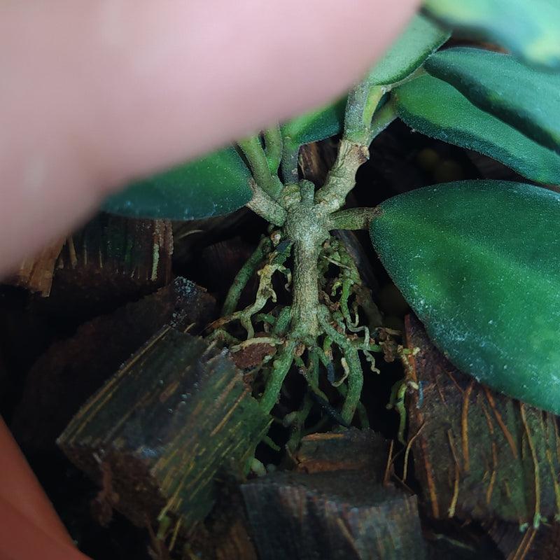 Hoya DS-70 Variegated (AFF Burtoniae)