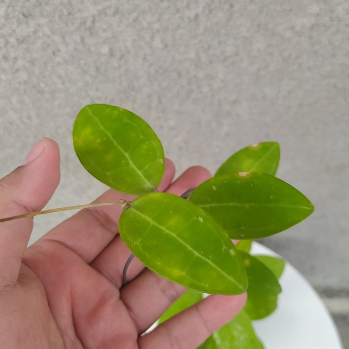 RP054 Hoya Elliptica (BGR)