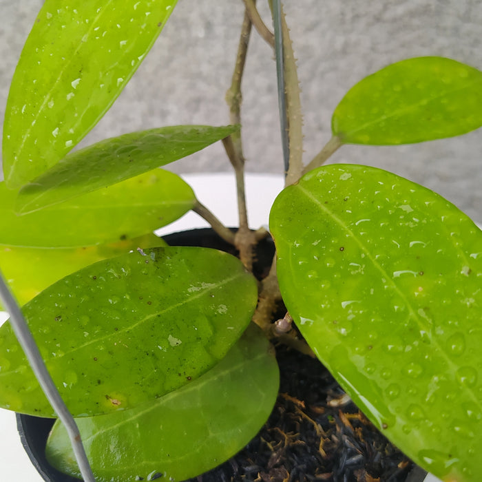 RP054 Hoya Elliptica (BGR)