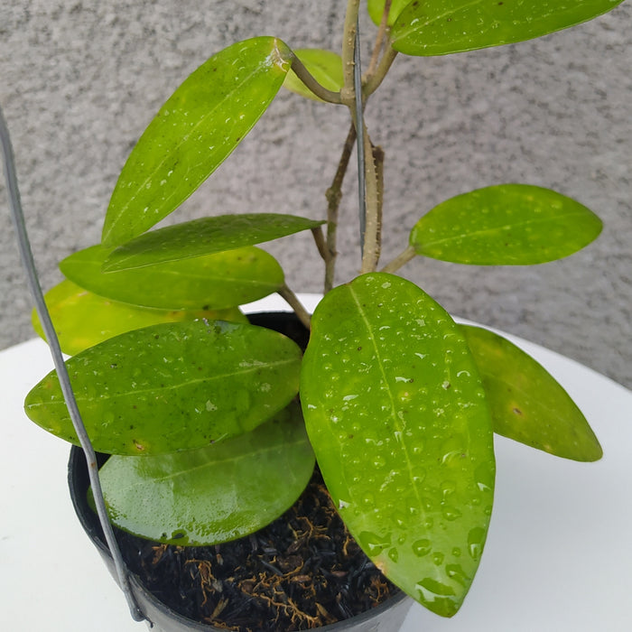 RP054 Hoya Elliptica (BGR)