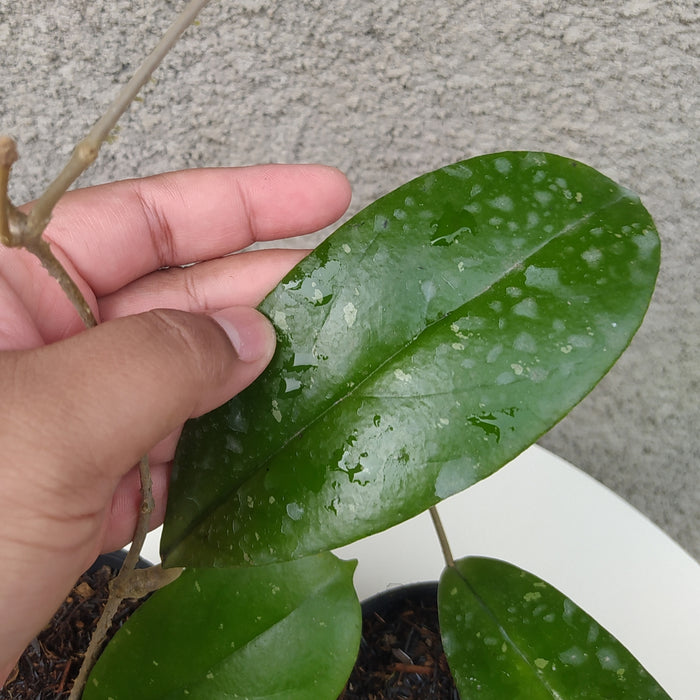 RP057 Hoya Forbesii (BGR)