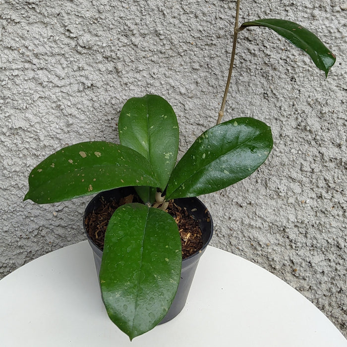 RP165 Hoya Forbesii Splash (BGR)