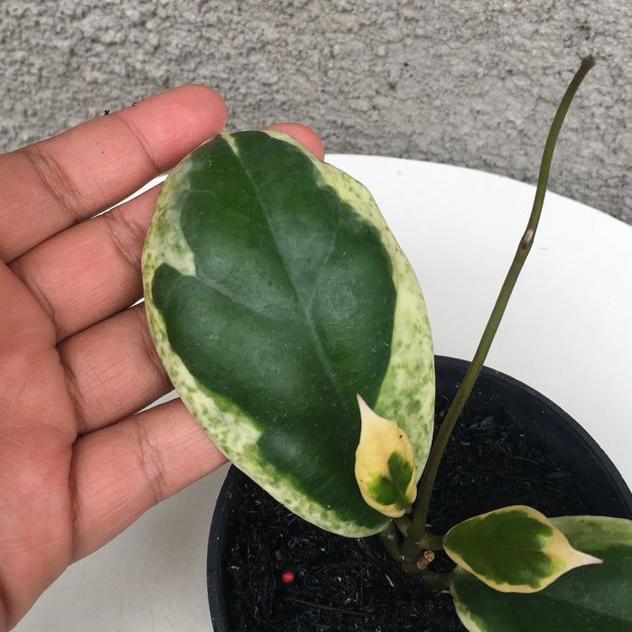 RP169 Hoya Incrassata Albomarginata (BGR)