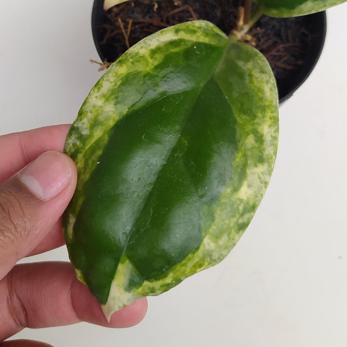 RP010AA-01 Hoya Incrassata Albomarginata