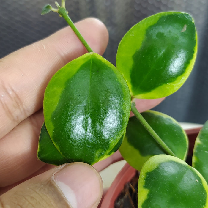Hoya Incurvula Albomarginata Palta