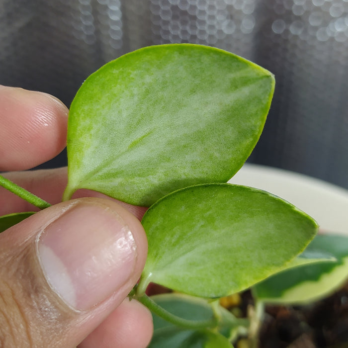 Hoya Incurvula Albomarginata Palta