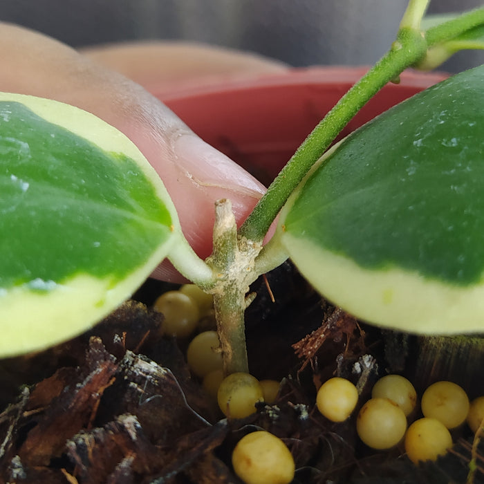 Hoya Incurvula Albomarginata Palta