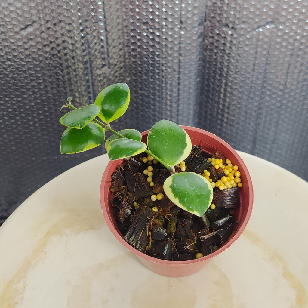 Hoya Incurvula Albomarginata Palta — Aroidasia