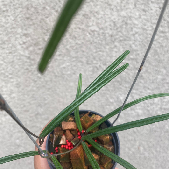 Hoya Insularis (Exact Plant - NOV34)