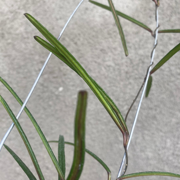 Hoya Insularis (Exact Plant - NOV34)