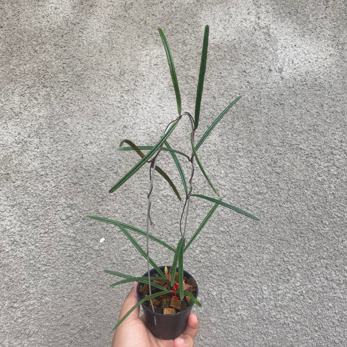 Hoya Insularis (Exact Plant - NOV34)