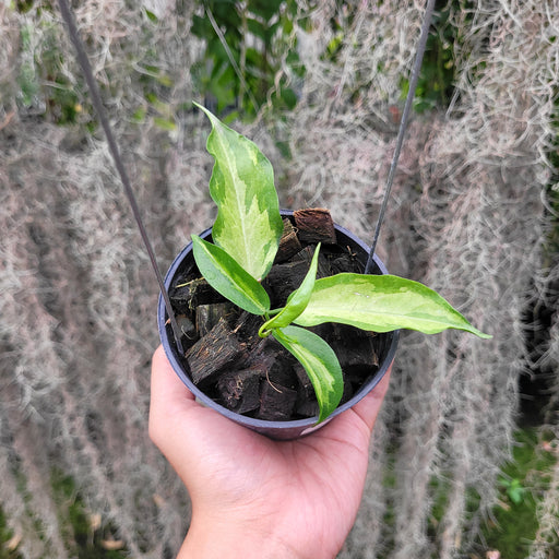Hoya Kenejiana Variegated - Aroid Asia 