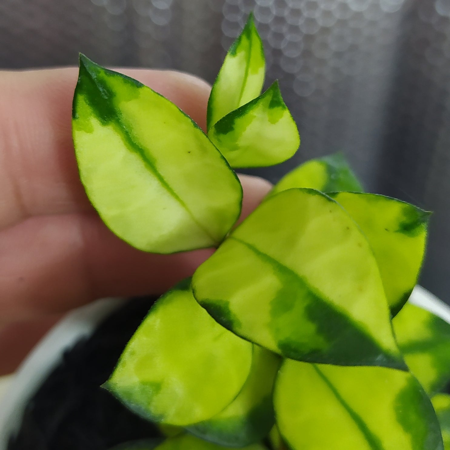Hoya Lacunosa Asami Reverse — Aroidasia