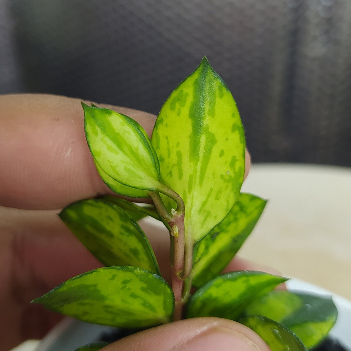Hoya Lacunosa Asami Reverse — Aroidasia