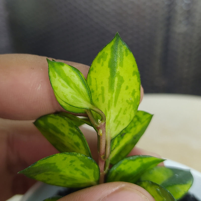Hoya Lacunosa Asami Reverse
