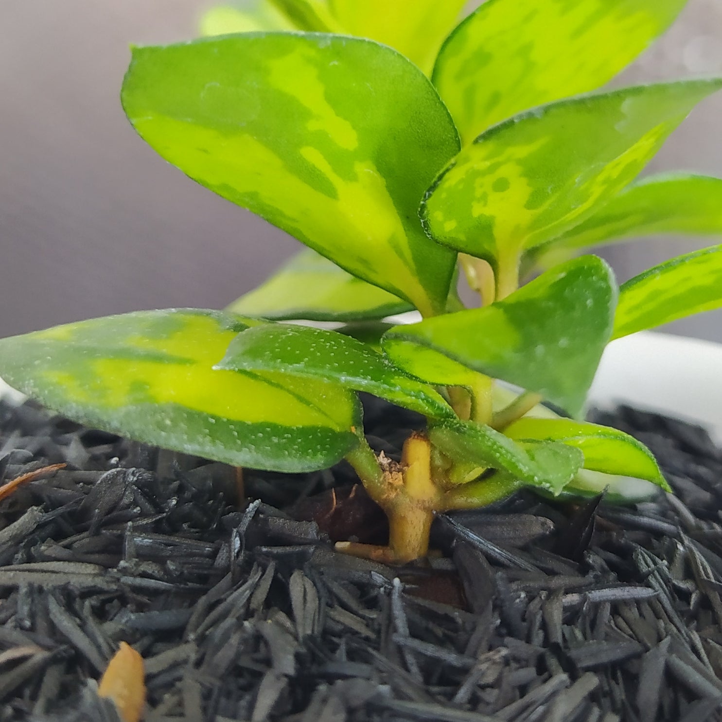 Hoya Lacunosa Asami Reverse — Aroidasia