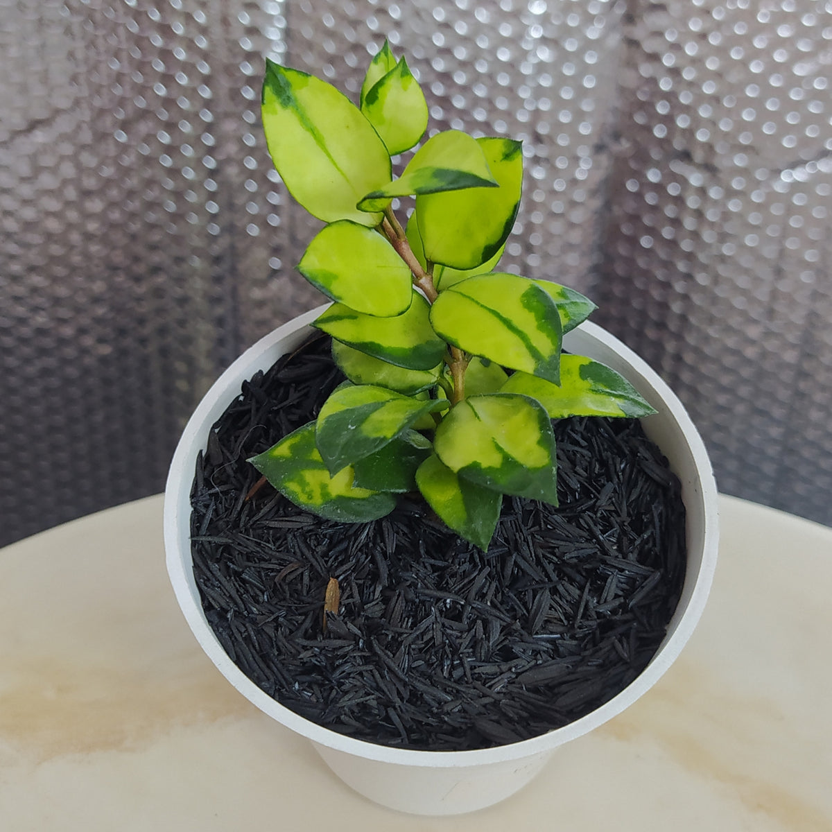 HoyaLacunosaAsamiReverse_1200x